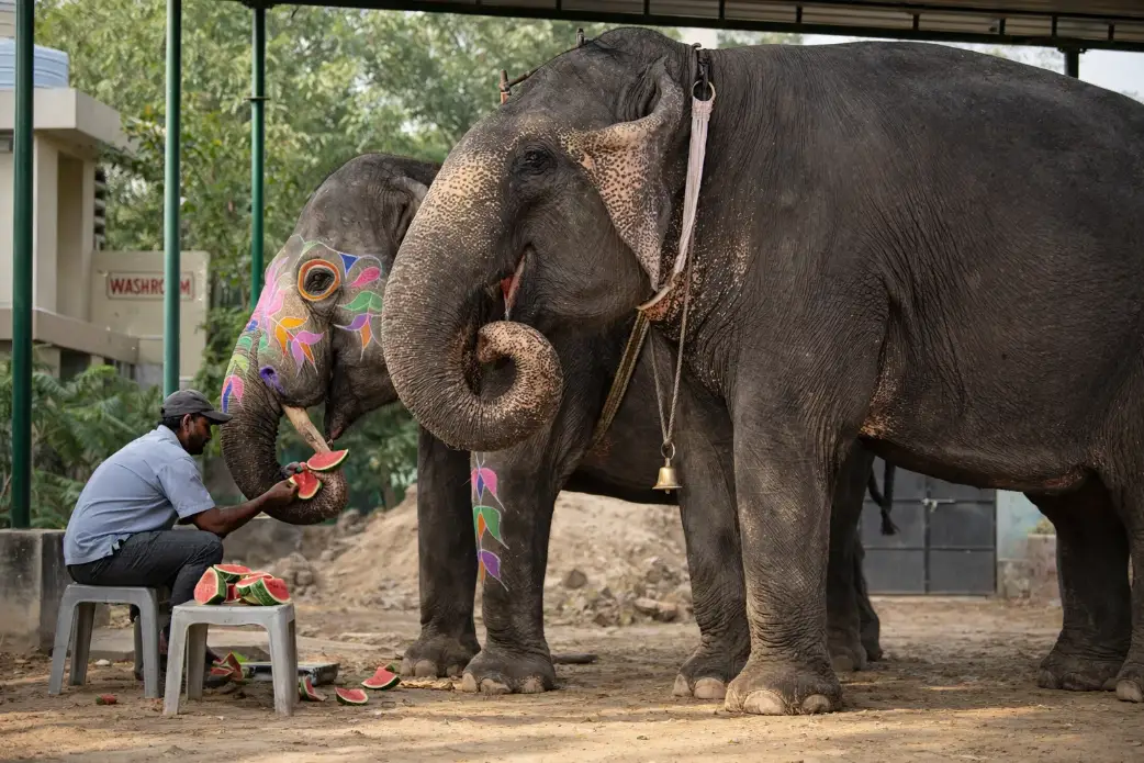 Learn About Elephant Lifestyle